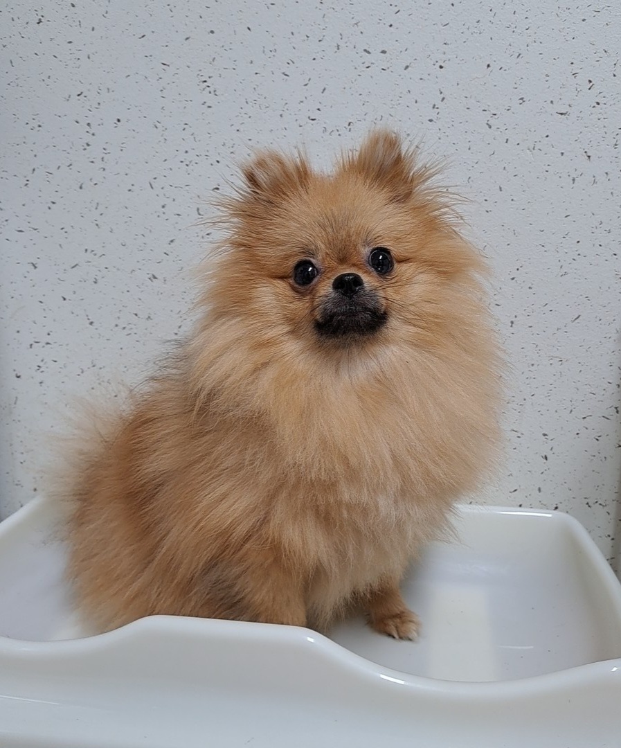 수원시 동물보호센터_441374202300370